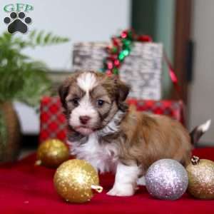 Rover, Havanese Puppy